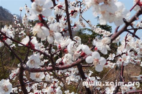 夢見花開|周公解夢夢見花開是什麼意思，夢到花開好不好